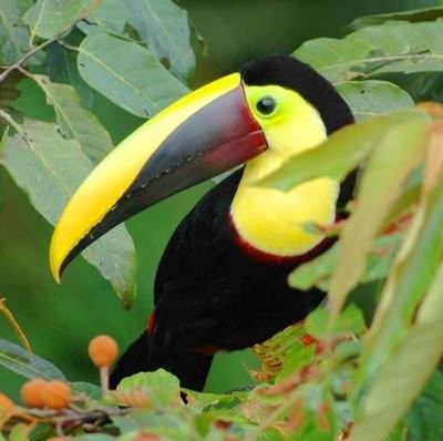 Biodiversity on our planet FSE